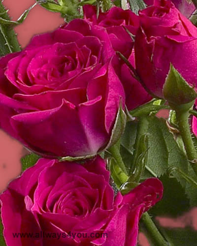Spray Rose Lovely Lidia Flowers